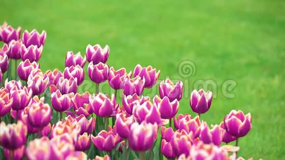 青草上美丽的紫色郁金香视频的预览图
