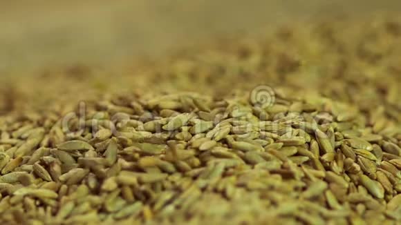 黑麦种子在加工有机粮堆中滴下的特写农业视频的预览图