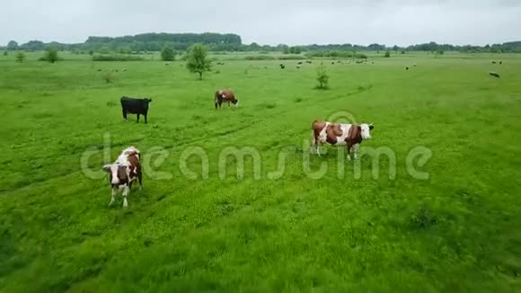 带着吃草的牛和羊飞越绿野国家景观的空中背景视频的预览图