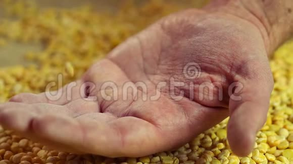 高级男性手中豌豆粒的加工农民展示产品质量视频的预览图