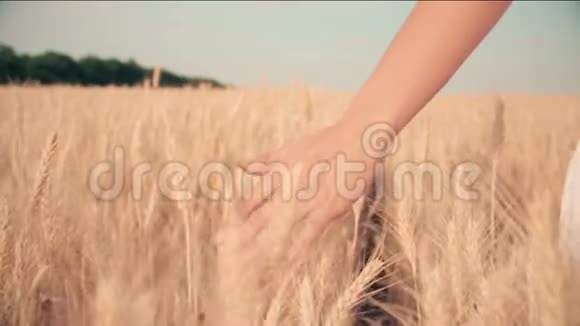 年轻女子走在农村的田野里用手掌抚摸着小穗沿着小路向前走视频的预览图