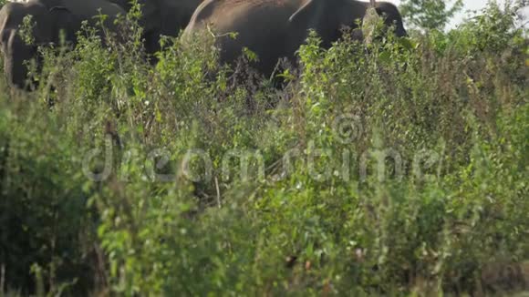夏天巨大的大象聚集在高高的绿草丛中视频的预览图