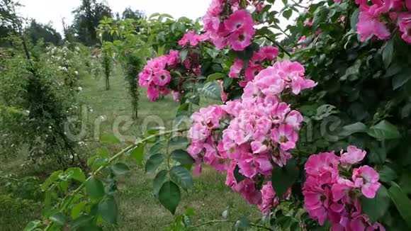 一排长满玫瑰的高大灌木丛弗洛里本达视频的预览图