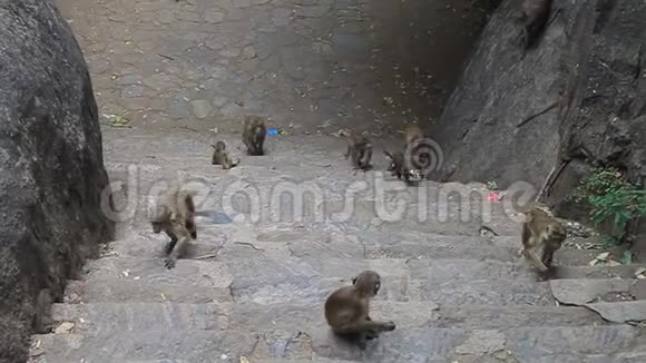 丹布拉洞寺附近的猕猴视频的预览图
