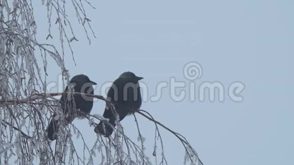豺狼坐在蓝蓝天空背景下的桦树枝上视频的预览图