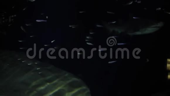 关闭在水族馆游泳的沙蒂格鲨锯齿鲨的录像片段视频的预览图
