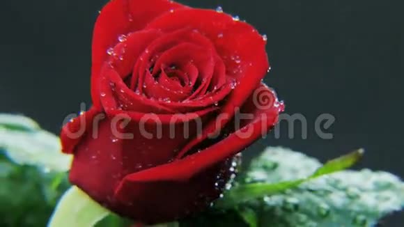 湿红玫瑰旋转视频的预览图