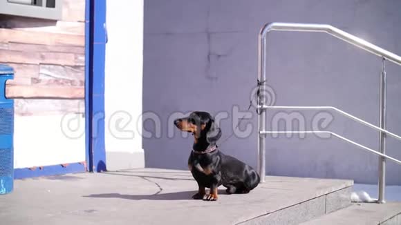 可爱的狗带着黑色的狗在一条城市的街道上在商店的台阶上耐心地等着他的主人视频的预览图