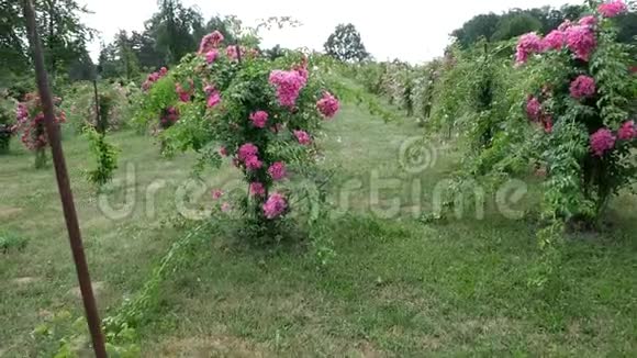 一排长满玫瑰的高大灌木丛弗洛里本达视频的预览图