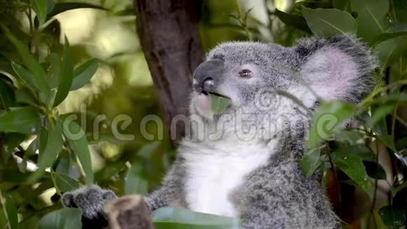 可爱的澳大利亚考拉的电影视频的预览图