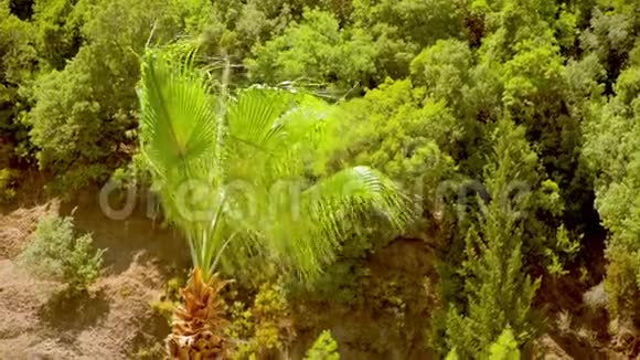 马马里斯山上的棕榈树和松树视频的预览图