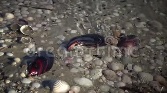 在岸边的墨塞尔海浪覆盖着沙滩上的贝壳海浪拍打着贝壳视频的预览图