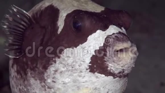 红海苏丹珊瑚海河豚面具视频的预览图