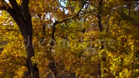 鸟瞰庄园和明媚的秋林视频的预览图