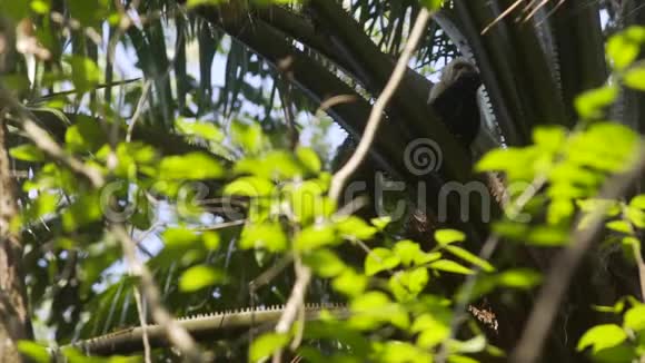 卷尾猴在树枝上视频的预览图
