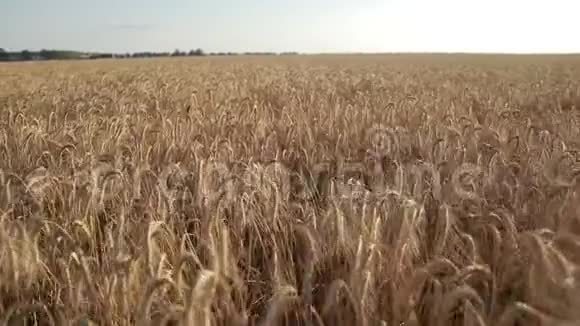 准备在田间收割的黄色麦穗视频的预览图