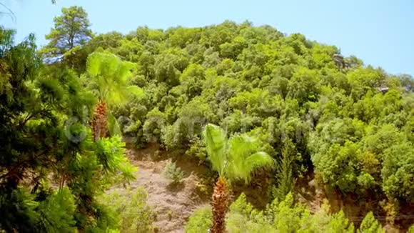 马马里斯山上的棕榈树和松树视频的预览图