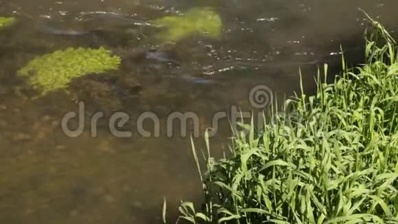 水面上的蜻蜓夏天视频的预览图