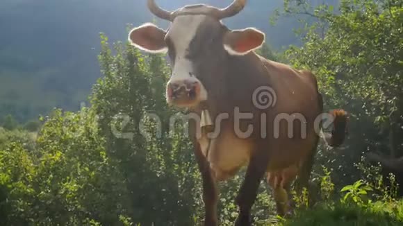 牛在田里放牧奶牛吃草夏季绿野褐牛视频的预览图