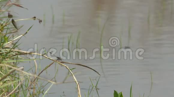 蜻蜓飞过池塘视频的预览图