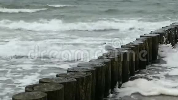 波罗的海丁坝上的黑头海鸥狂风暴雨视频的预览图