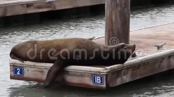 加州旧金山39号码头海狮关闭视频的预览图