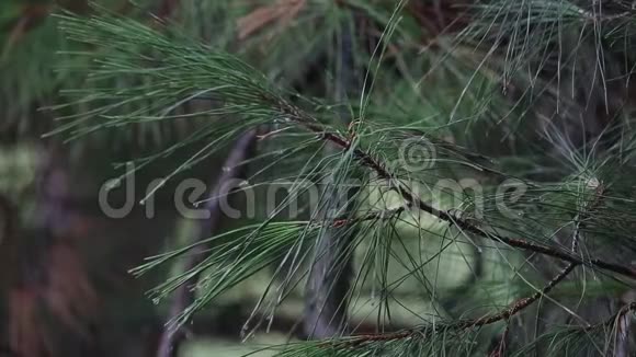 雨点落在松树枝上的特写镜头视频的预览图