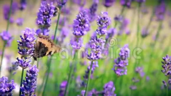 蝴蝶收集花的花粉视频的预览图