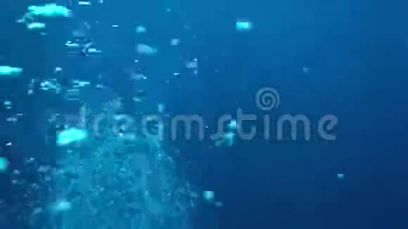 苏丹红海珊瑚中的水泡视频的预览图