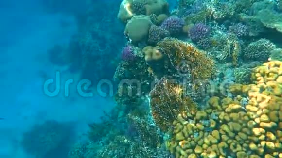 热带珊瑚礁埃及沙姆沙伊赫RasMohamed水下鱼类视频的预览图