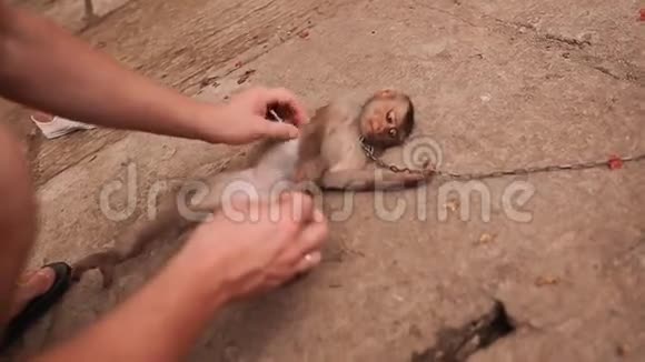 游客触摸和宠物猴子视频的预览图