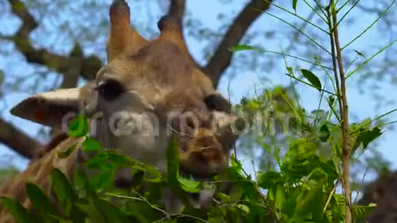 动物园里的长颈鹿吃树叶视频的预览图