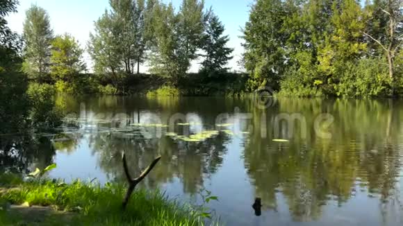 在一个晴朗的夏日里欣赏河流的延时景色和水中树木的倒影乌克兰视频的预览图
