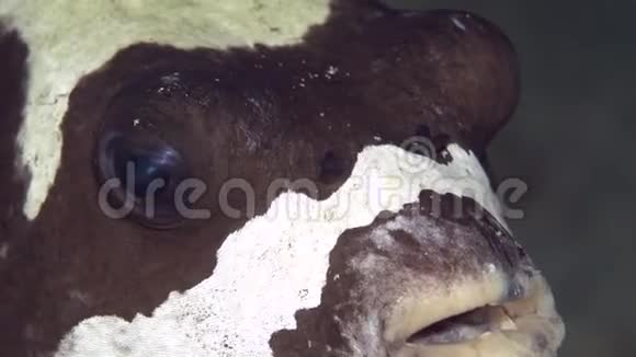 红海苏丹珊瑚海河豚面具视频的预览图