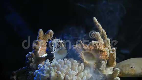 贝壳珊瑚烟雾暗背景高清镜头视频的预览图