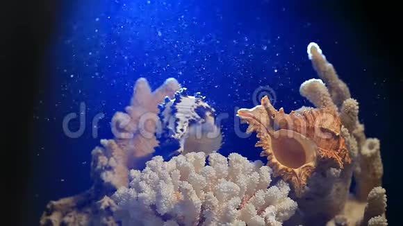 贝壳珊瑚烟雾暗背景高清镜头视频的预览图