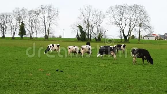 绿色牧场上的黑白牛视频的预览图