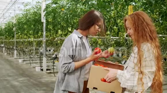 同事们在温室散步时把西红柿放在板条箱里视频的预览图