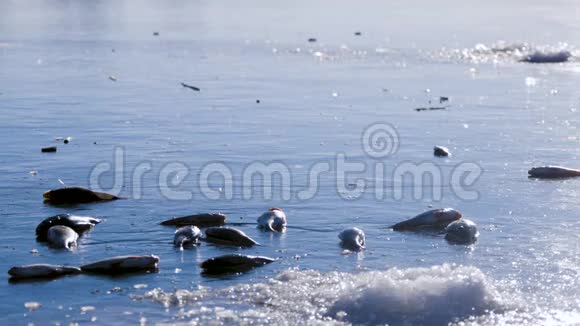 冬季冰钓理念鲈鱼躺在冰封的湖面上视频的预览图