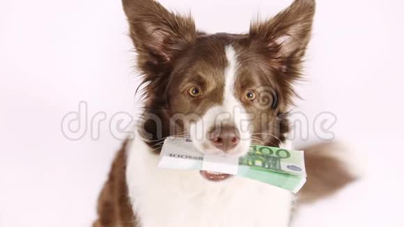 纯种科利边境狗带着一百欧元的钞票视频的预览图