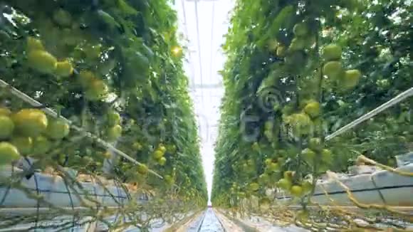 穿过温室沿着通道带着西红柿视频的预览图