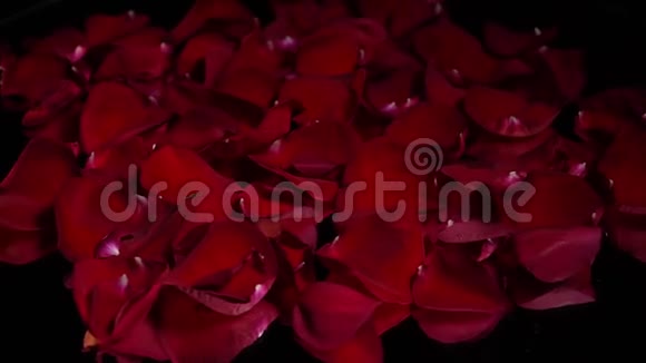 红色玫瑰花瓣在黑色背景上旋转视频的预览图