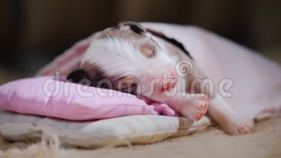 一只小狗躺在床上睡觉头枕着枕头上面盖着毯子视频的预览图
