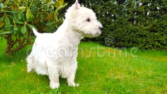 西高地白梗坐在花园里清新的绿草上狗看着周围的环境很警觉它发出了一声闷响视频的预览图
