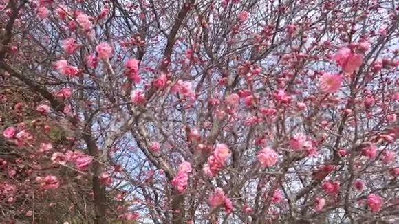 春天来了在韩国釜山亚洲开放的玫瑰梅花视频的预览图