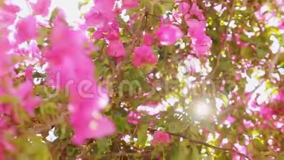 阳光下的粉色花朵视频的预览图