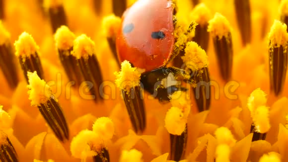 黄色向日葵上有花粉的红瓢虫视频的预览图