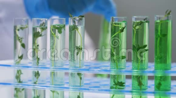 科学家在实验室的试管中与植物合作视频的预览图