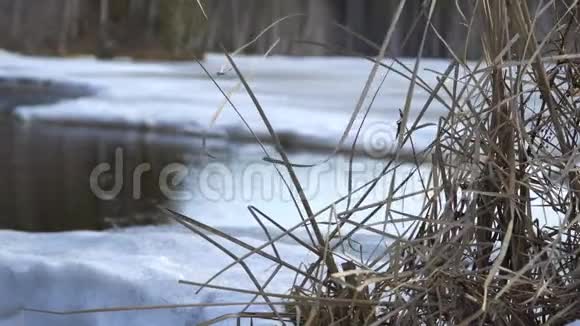 春天里河上的干草视频的预览图
