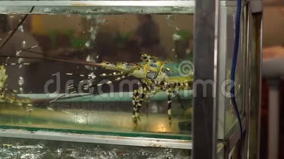 亚洲夜市里有龙虾的水族馆视频的预览图